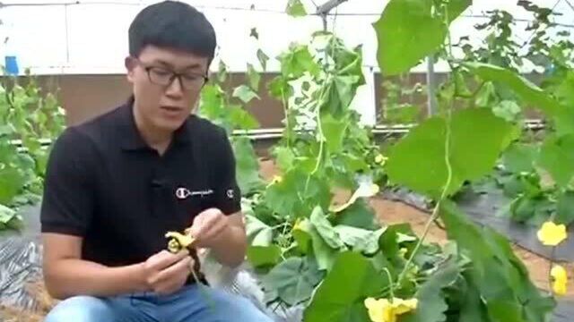 丝瓜推荐使用人工授粉的方法 能尽量保证丝瓜的商品性