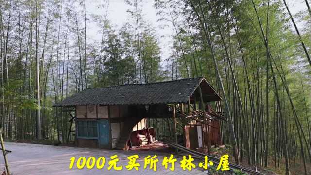 农村山里一栋竹林小屋,主人1000块钱出售,感觉住起来环境不错