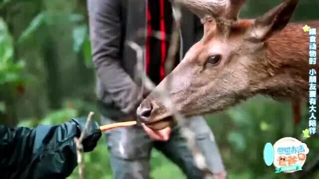 爸爸和萌娃早上醒来,就有“客人”来叨扰,孩子们玩嗨了