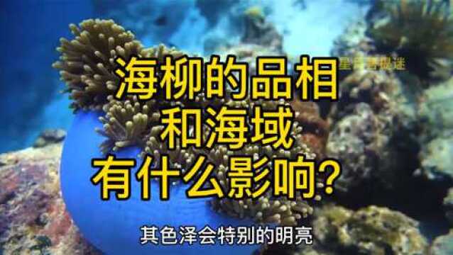 海柳的品相和海域有什么影响?