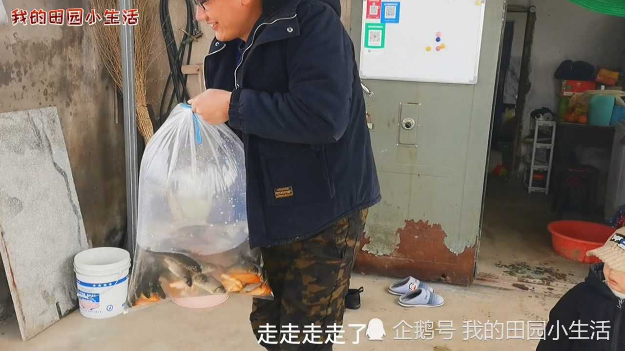 鱼苗厂买鱼苗品种真多,黑鲤红鲤都买了些,红鲤鱼真贵只买了十条