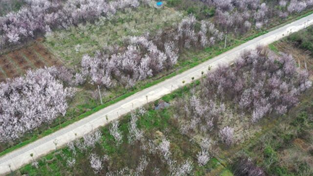 【“飞阅”中国】春天在这“李”!