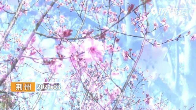 【春光好】三月渐觉风光好 踏青赏花正当时