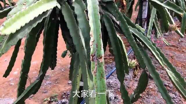 想知哪种火龙果更适合北方种植吗?今年的大寒潮给出的回答