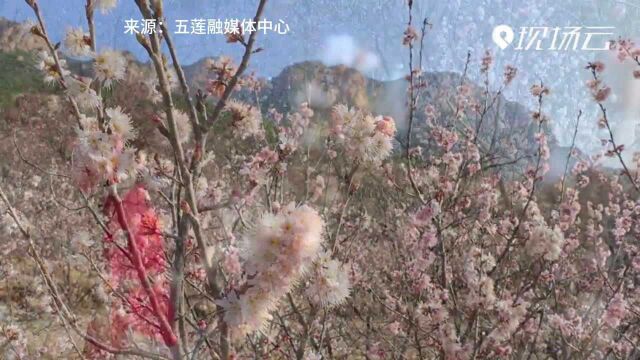 【春光好】山东日照:花开遍满山 人在画中游