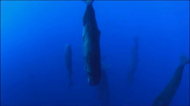 海底漂浮着许多“浮木”,原来是鲸鱼在睡觉