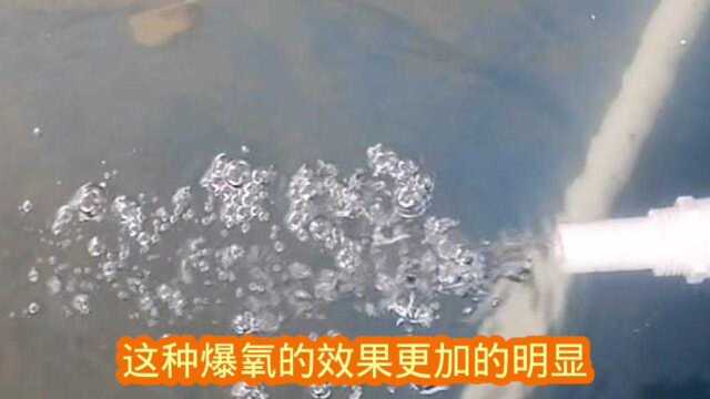 用这种方法自制鱼池爆氧,可以让整个鱼池充满氧气,节省成本