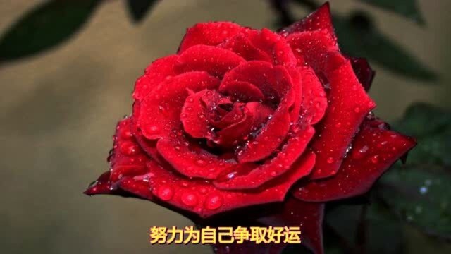 天生有福气的4生肖女,财神赖着不肯走,生活幸福又美满