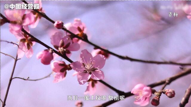 做三千朵纸桃花,只为卖空墓地!成都龙泉驿是怎么炒作成功的?