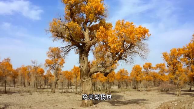 新疆不仅棉花产量全球第一,其实还有这些瑰宝