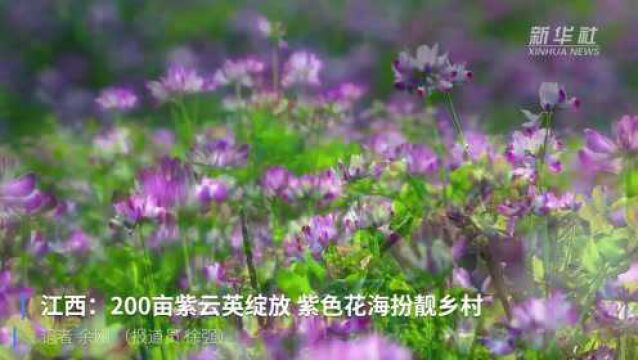 江西:200亩紫云英绽放 紫色花海扮靓乡村