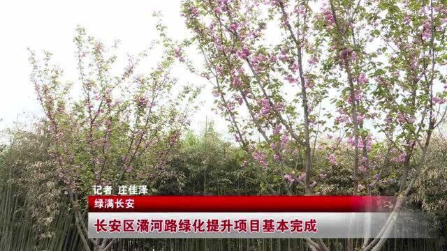 长安区潏河路绿化提升项目基本完成