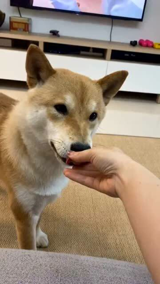 Thumbplayer Poster Plugin Image