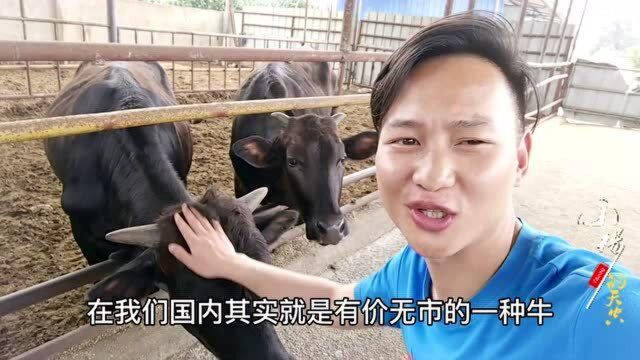 世界上公认最好的肉牛“日本和牛”,一头能卖80000元