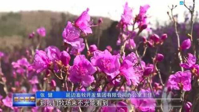 延边旅游 “花”样迎客来