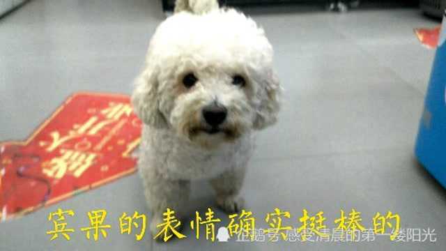 回顾宾果神奇的形态与表情