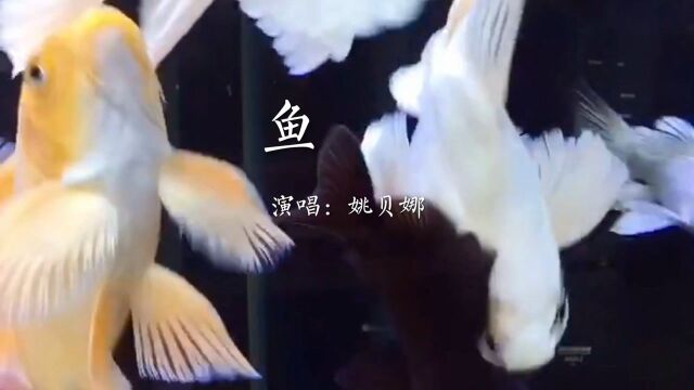 音乐欣赏:鱼