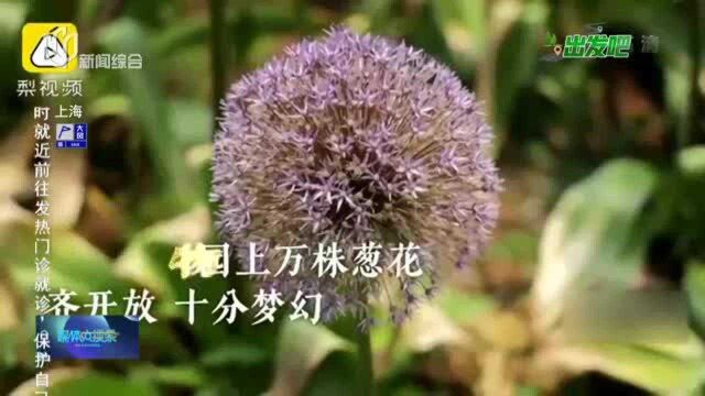 原来“葱花”也能这么美