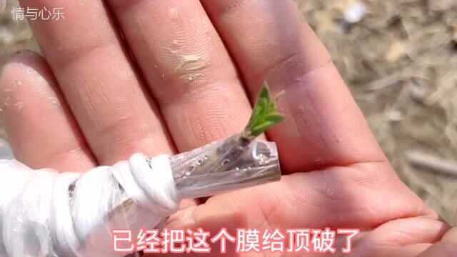 嫁接成活后,芽子不能破膜而出,能人工用手破膜吗?