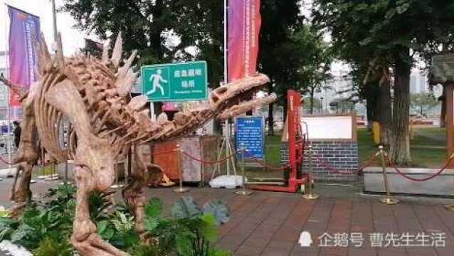 科技周温江光华公园展出点,一架翼龙无人机,一架歼31成为亮点