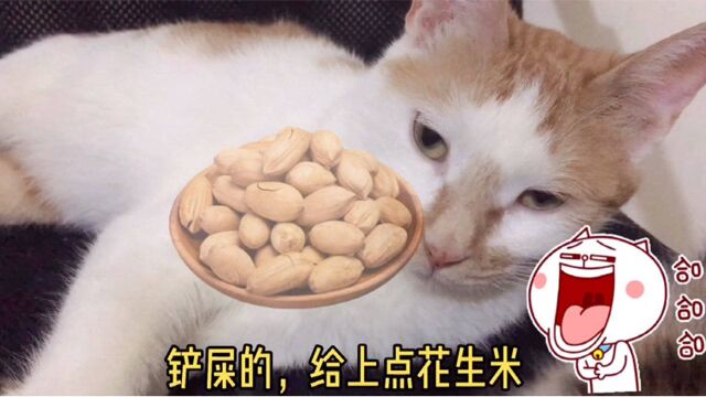 爱吃花生米的猫脑子里有个“定时器”,一睡醒就给铲屎的安排