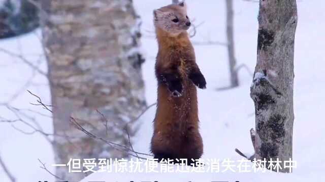 (动物世界)在大雪纷飞的土地上,美洲貂.如何觅食呢?