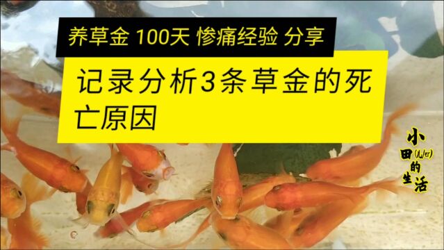 养草金鱼100天记录分析期间3条草金被领盒饭的主要原因