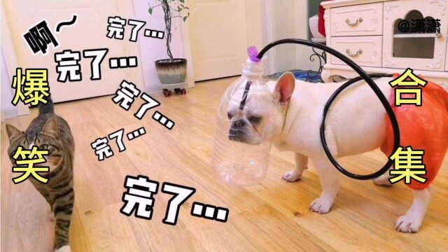 【爆笑合集】斗牛犬太能放屁 主人只好做了个收集器让它自己闻闻