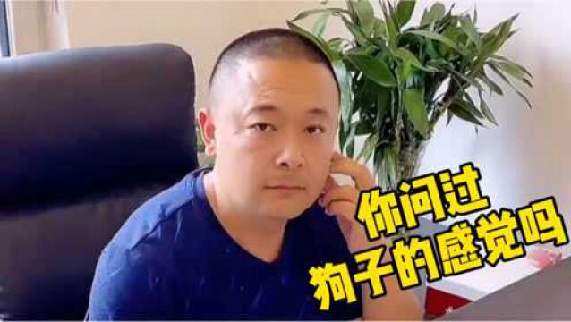 公司管理层的现状,狗子:我招谁惹谁了呀?