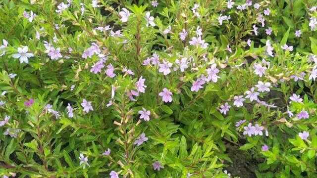 萼距花:花朵小而多,把紫色小花开成满天星.