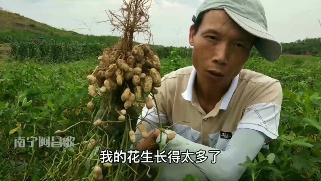 广西农民发明了一种拔花生的方法,简单又省力,工作高效看得见