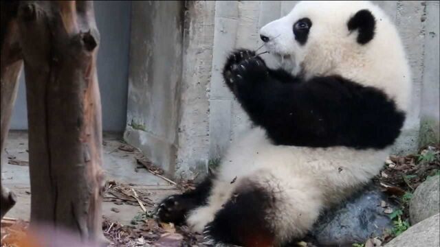 【熊猫和花】当女儿花花的专属BGM改成粤语版时——熊猫(166) 嗯~还是一样的好听