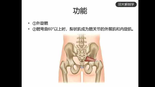  57.梨状肌髋关节后方、大腿后方疼痛. 