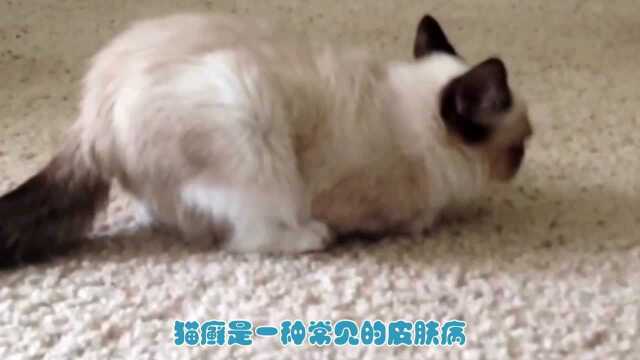 猫咪长猫癣怎么办