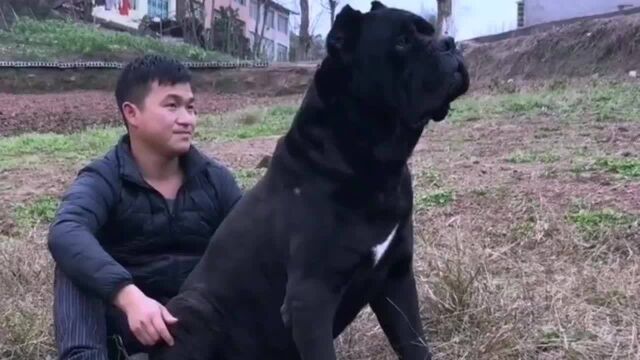 獒犬中的军师,狼犬中的将军,意大利名卫卡斯罗犬