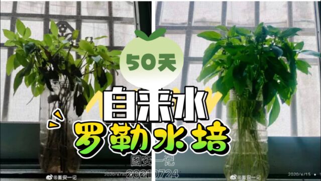 【图安一记】50天罗勒剪枝水培实验 全程只用自来水 厨房随取随用