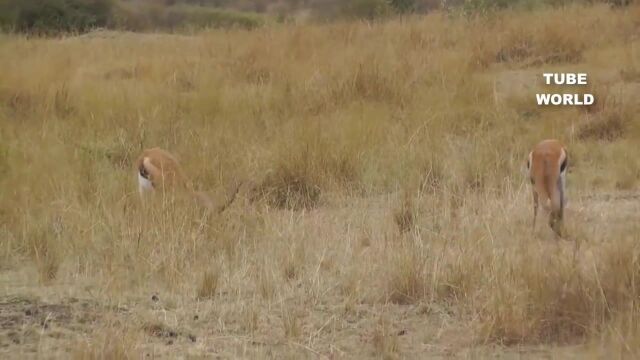 猫科动物捕猎精彩瞬间,爆发力、速度完美结合