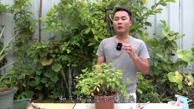 夏季薄荷为啥爱黄叶?和养法关系不大,是这家伙搞鬼