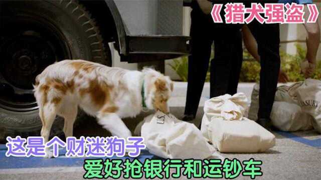 财迷狗子不仅抢银行,还抢劫运钞车,从未失手喜剧片《猎犬强盗》