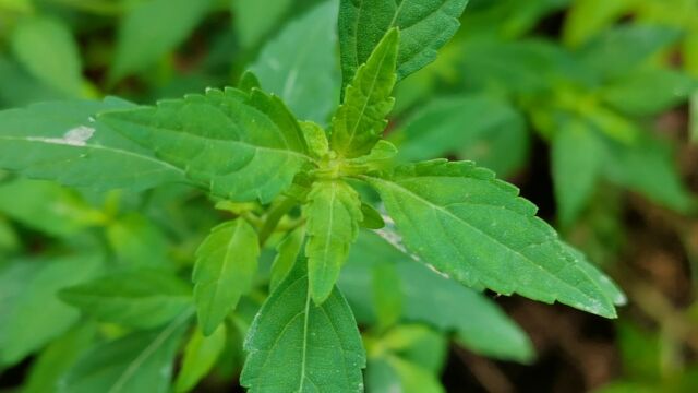 这棵植物叫石荠苎!是一种野生中草药材,一般生长在山坡边,来认识一下吧