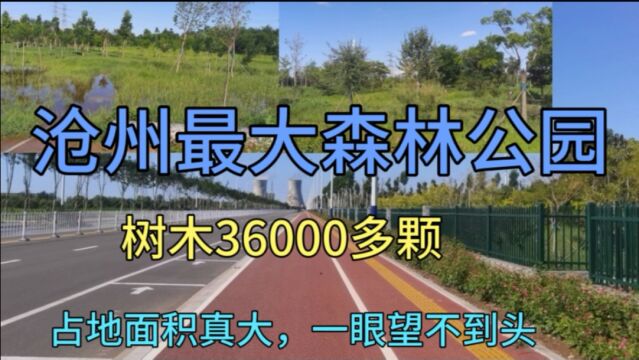 沧州最大森林公园,树木36000多颗,占地面积真大,一眼望不到头