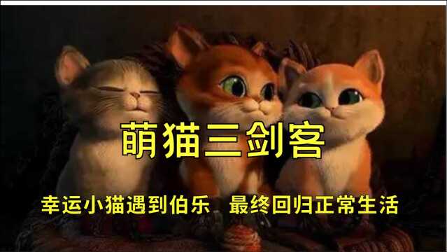 萌猫三剑客:幸运小猫遇到伯乐,最终回归正常生活