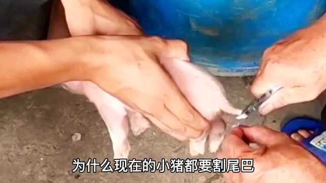 为什么现在的小猪都要割尾巴?饲养员说能节省60斤饲料,是真的吗?