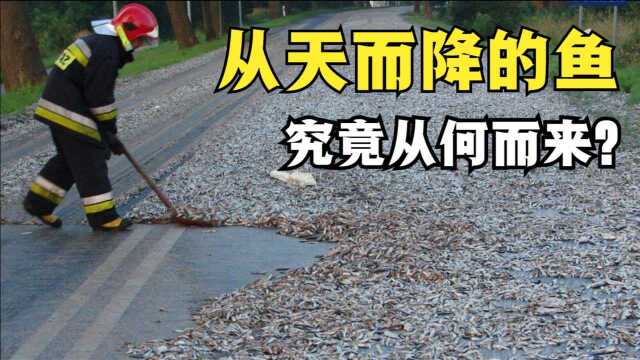 上万条鱼从天而降!“动物雨”究竟从而来?