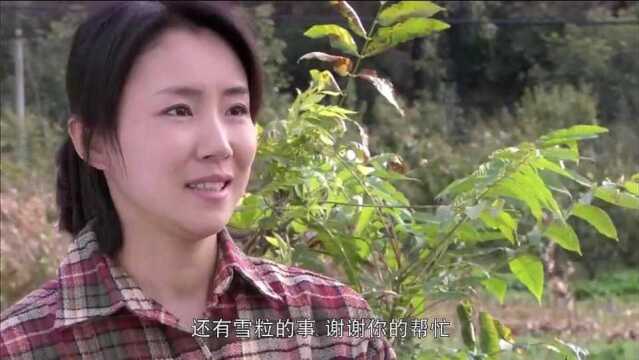 农村寡妇玉米地收庄稼,老光棍主动帮忙,不料打动了寡妇