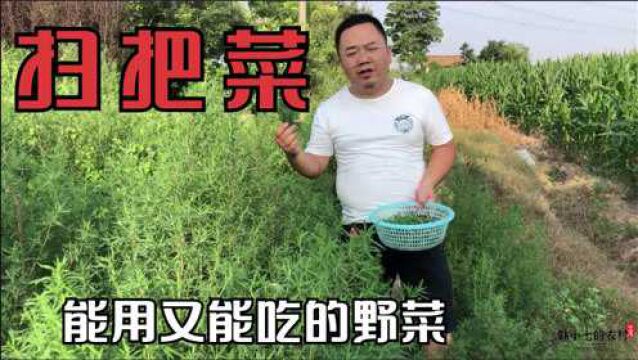 老一辈人喜欢的野菜“扫帚菜”以前的扫把就用它做,能用还能吃