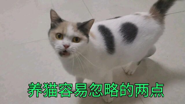 养猫最容易忽略的两点,新手养猫不要嫌麻烦,不然猫咪很容易生病