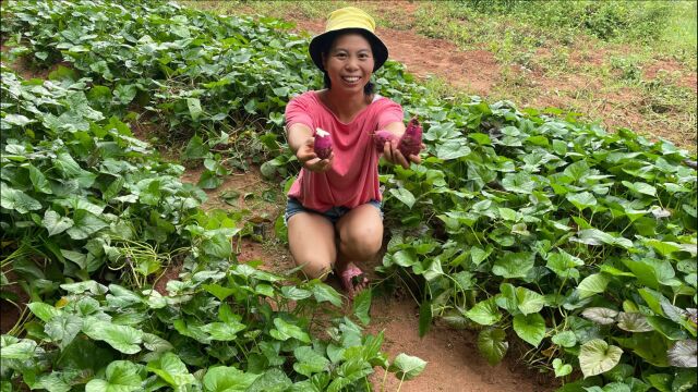 小秀去地里挖红薯,新鲜的红薯被偷吃?真是太气人了