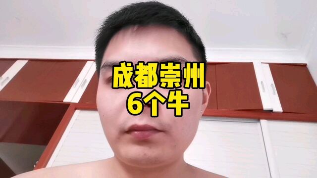 成都崇州养殖户不想养母牛,准备养水牛育肥,看看这6个牛值多少钱