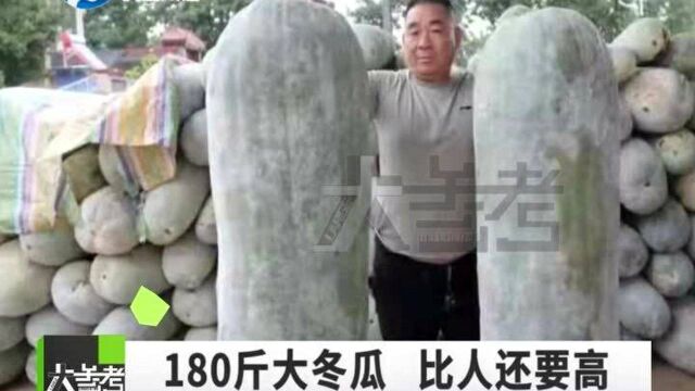 河南漯河:真是喜欢人!农民种出180斤的大冬瓜